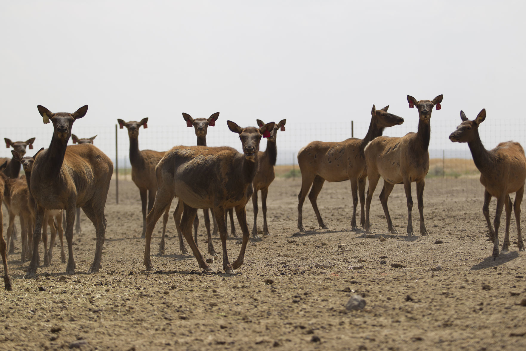P-T Elk Farm